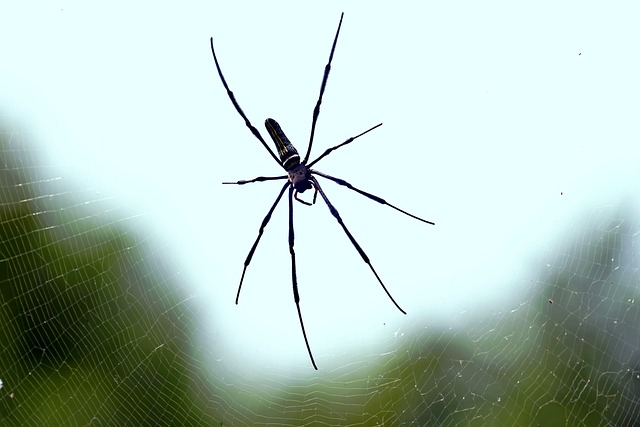 spider
